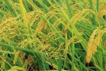 红糖做生根肥配方，正确施用会显著增产