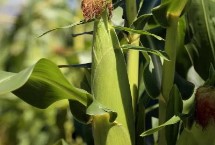 美联534玉米栽培技术要点，放赤眼蜂防治玉米螟虫