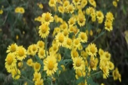 野菊花有什么特点，代表友情、纯真、快乐喜悦、沉默专一的爱