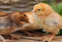 小鸡几个月可以吃稻谷，稍微大点才可以吃生小米