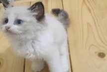 小猫咪肚子一直咕咕叫是怎么回事，实际上是假声带发出的声音