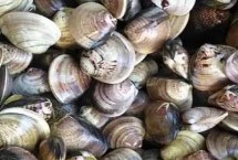 蛤蜊的繁殖季节，属于蛤蜊科软体动物的统称