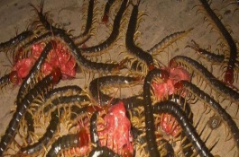 蜈蚣能活多久，实际上它没有100百只脚