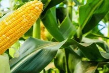 米多11玉米栽培技术要点，4月下旬5月上旬播种