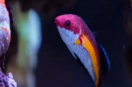 观赏鱼尾巴开裂怎么办，先给它们换水