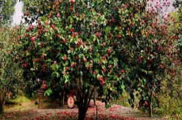 茶花树多久浇一次水，用途、叶片和花朵均不同