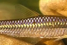 3月份钓鱼还是钓底还钓半水，钓半水的效果一般会更好