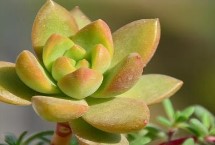 冬天可以移栽多肉吗，容易出现灼伤、水伤、徒长等情况