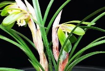 什么花是花中君子，梅、兰、竹、菊并称花中四君子