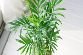 椰子树怎么繁殖，需要每隔1-2年更换一次盆土