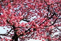 梅花在春天还是冬天开放，通常是指梅花