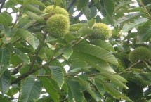 板栗轮替更新修剪技术，生长期可摘除新梢的梢头