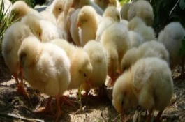 饲养小鸡前的准备工作，饲喂牛奶容易拉稀