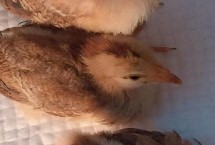 小鸡仔一直叫是怎么回事，可能是缺钙或染上了鸡卡氏白细胞原虫病