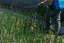 洋葱黑斑病的防治方法，病发前应防止田间积水