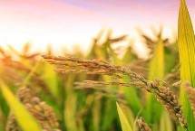 绥粳313水稻栽培技术要点，普通粳稻品种