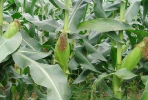 DF708玉米栽培技术要点，适宜在肥力中上等的地块种植