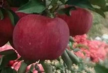 适合南方种植的苹果品种，适合种植泰山早霞、夏红苹果和华丹苹果