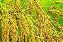 乾两优馥香占水稻栽培技术要点，每亩有效穗数15.7万穗