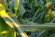 先玉1709玉米栽培技术要点，种植密度6000株/亩左右