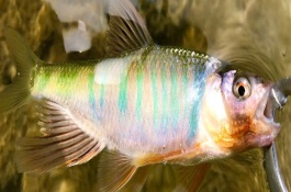 桃花鱼和马口鱼有什么区别，鱼嘴和鱼身均不同