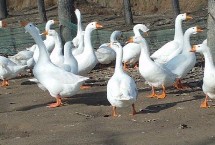 常见的蛋鹅品种，特征都不同