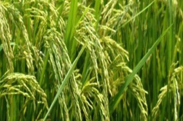 湘菲A水稻栽培技术要点，注意防治病虫害