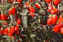 枸杞子几年可以收获，常见的有炭疽病、灰斑病和白粉病等