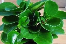 碧玉的根茎为什么会腐烂，会开花且花期在2-4月及9-10月