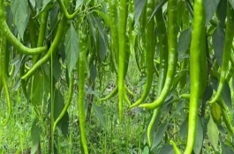 温室辣椒的苗期管理技术，南方地区一年四季都可以栽种辣椒