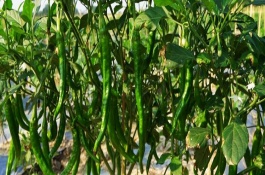 线椒的习性，外观、口感、食用方法均不同