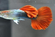 孔雀鱼吃什么长得快，首先注意养殖密度