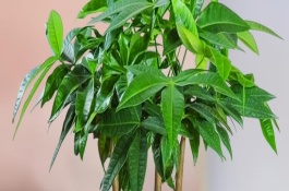 夏天发财树怎么浇水，需要为发财树做好遮阴措施