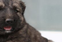 高加索犬的饲养方式，好动又机警