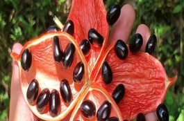 苹婆树是什么植物，要使用点播的形式