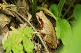 林蛙如何区分公母，是同一个品种