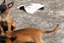 养犬的忌食食物,不同年龄阶段的饲养方法不同 养犬的忌食食物,不同年龄阶段的饲养方法不同