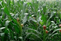 GK3109玉米栽培技术要点，中抗大斑病