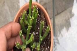 光棍树干瘪怎么办，将肥厚充实的顶端枝条作为插枝