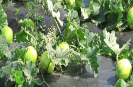 香瓜对肥料的需求，起垄后按照20厘米的株距栽植幼苗