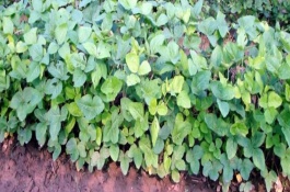 廊豆六号大豆栽培技术要点，较对照品种中黄13早熟3天