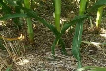 紫玉139玉米栽培技术要点，中抗茎腐病