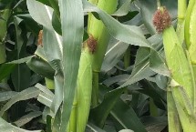 潞玉1820玉米栽培技术要点，注意防治矮花叶病