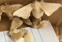 蚕蛾构造，雄蛾可以利用触角嗅出雌蛾的存在