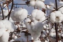 中棉所156棉花栽培技术要点，该品种属转抗虫基因常规品种