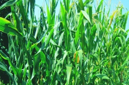 密花甜糯3号玉米栽培技术要点，中抗茎腐病