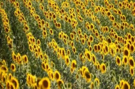 向日葵的换水间隔，每隔3-5天换一次