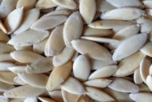 黄瓜一颗种子能长多少果，种子为白色、呈狭卵形