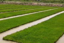 五优305水稻栽培技术要点，全生育期118.9天