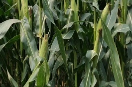 斯达甜243玉米栽培技术要点，防治玉米螟